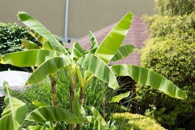 Гостиница Вива Виктория Адлер-7